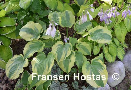 Hosta Lime Smoothie